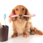 почистить зубы собаке в клинике
