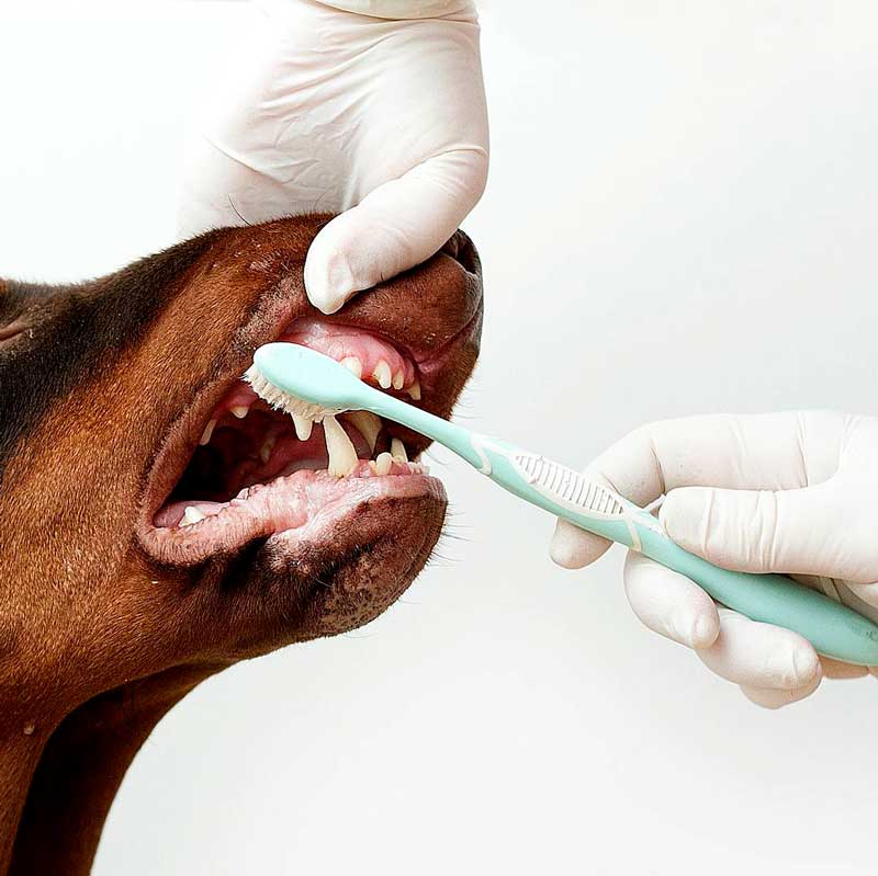 стоматолог для животных