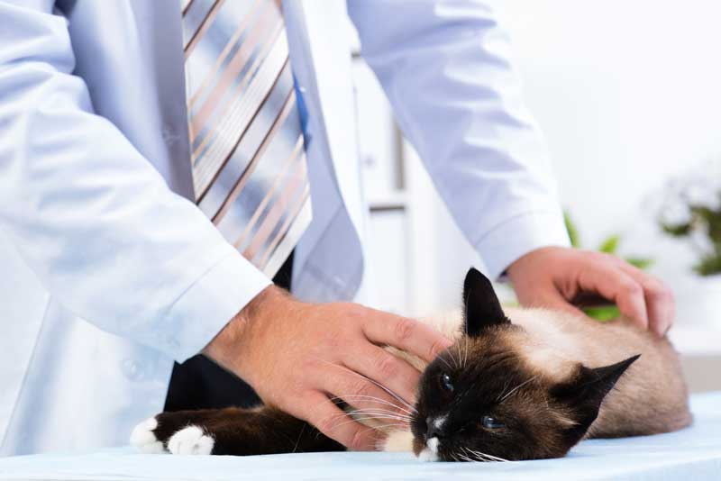 Гипертрофическая кардиомиопатия кошек