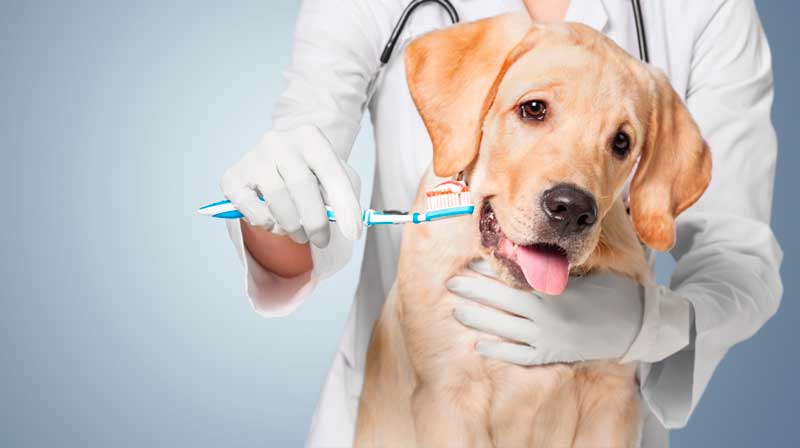 стоматолог для животных