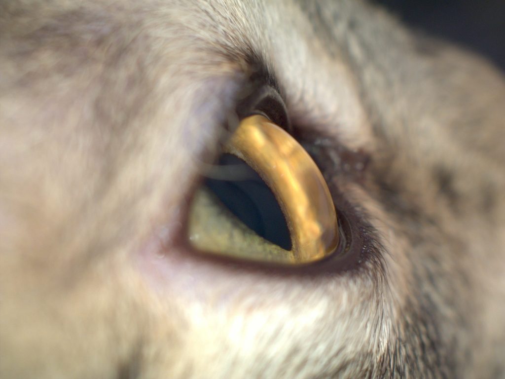 язва роговицы глаза у кошки