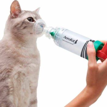 астма кошек