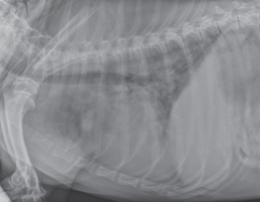 фиброз легких у собак правая боковая проекция